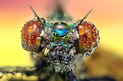 Demoiselle, Ondrej Pakan 