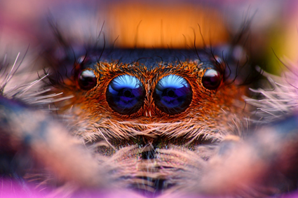 Phidippus regius, Tomas Rak
