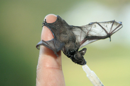 baby bat