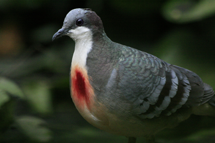 Gallicolombe poignarde