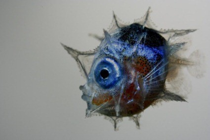 Larve de Mola mola