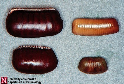 Oothques de Blattes