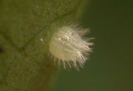 Oeuf de Ariadne merione