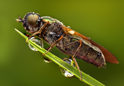 Insecte non identifi, Ondrej Pakan 