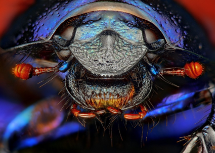 Anoplotrupes stercorosus, Tomas Rak