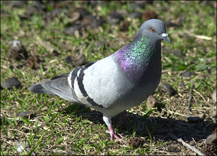 Columba livia