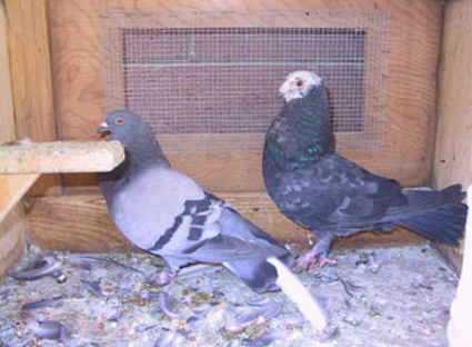 Pigeon femelle avec sa plume blanche