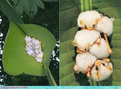 chauve souris blanche d’Honduras (Ectophylla alba)