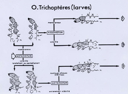 Cl de dtermination des larves de Trichoptres (dtail)