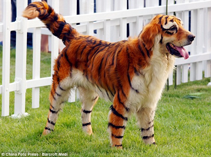 Golden Retriever en tigre du bengal