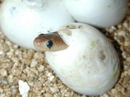Oeuf de serpent