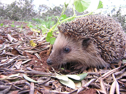 Erinaceus europaeus