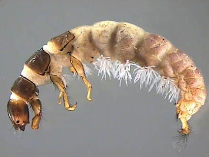 Diplectrona felix