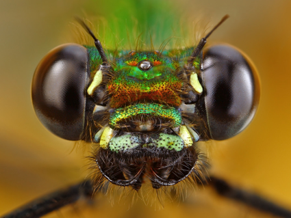 Green metalic damselfly, Tomas Rak