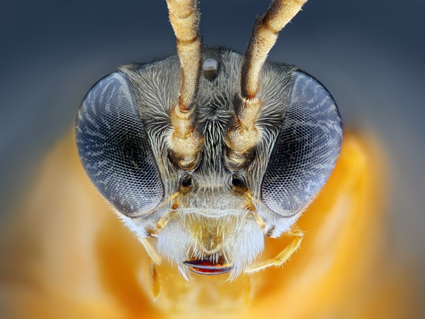 Athalia rosae, Tomas Rak