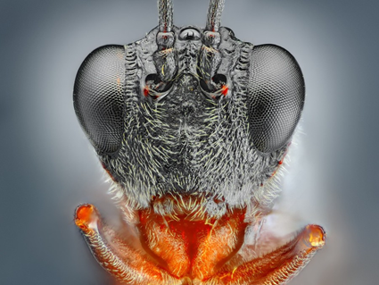 Small black wasp, Tomas Rak