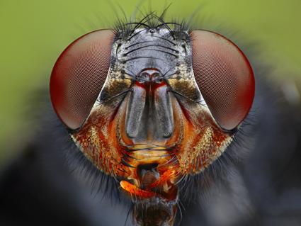 Fly, Tomas Rak
