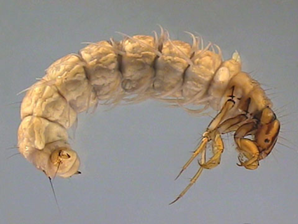 Oligotrichia striata