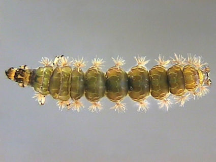Rhyacophilidae 