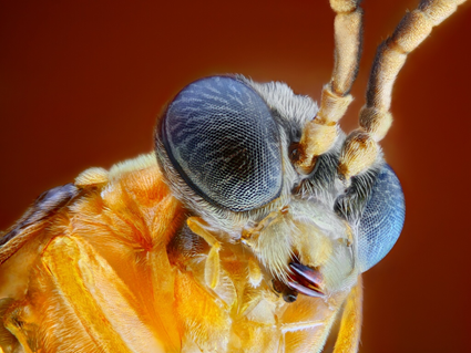 Athalia rosae, Tomas Rak