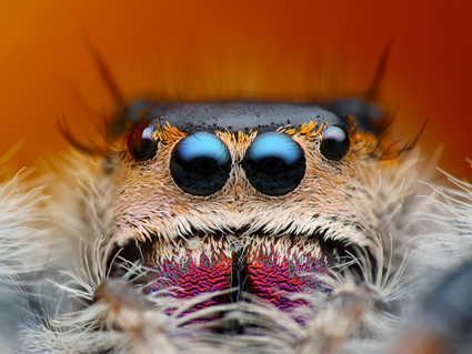 Phidippus regius, Tomas Rak