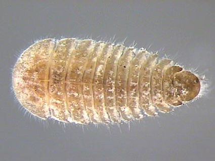 Eubria 