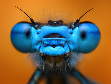 Blue damselfly, Tomas Rak