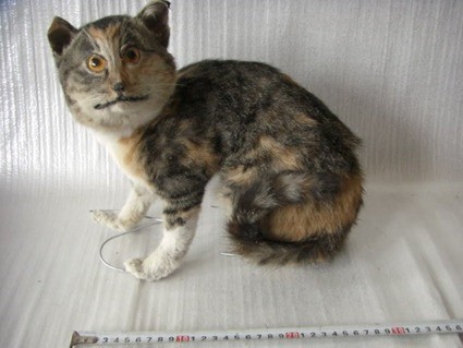 Chat (mal) taxidermi