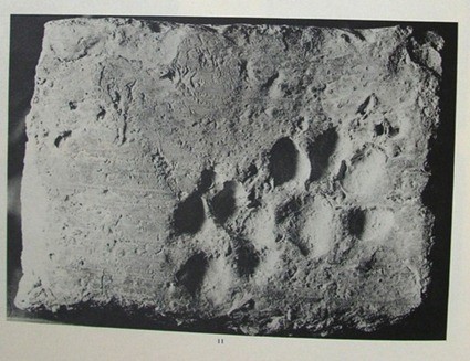 Empreintes de chat et de chien sur une brique de Chanhu-daro