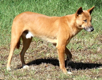 Canis lupus dingo