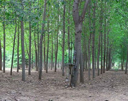Liu Bolin Hiding in the City No. 94- In the Woods, 2010 