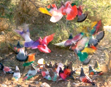 Pigeons Peints