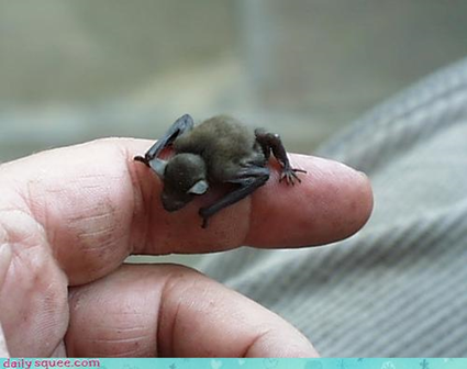 baby bat