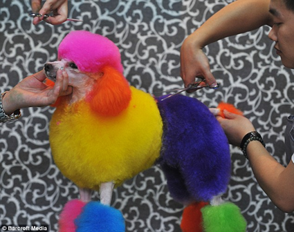 Caniche
Technicolor