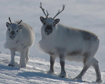 Renne de Svalbard, Rangifer tarandus platyrhynchus