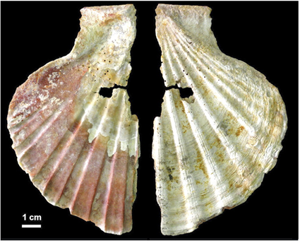 Vue des des 2 faces d'une perle en Coquille Saint Jacques de la grotte Nandertalienne d'Anton, Zilhao et al., 2010