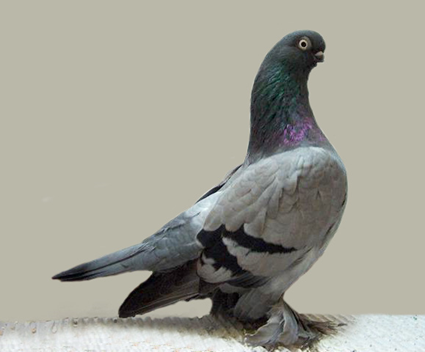 short-faced tumbler