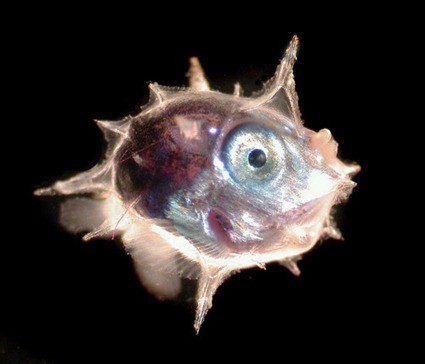 Larve de Mola mola