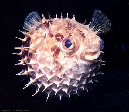 Cyclichthys orbicularis