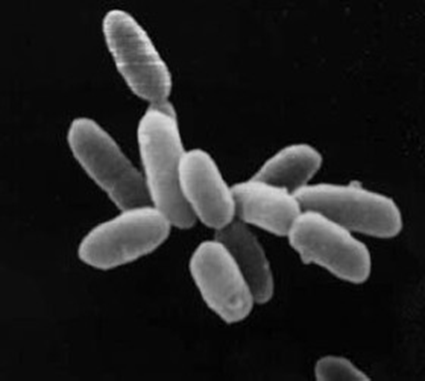 Halobacteria 