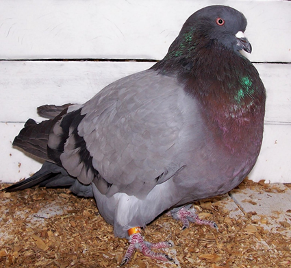 American Giant Runt