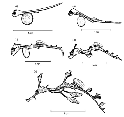Etapes de développement de Phyllopteryx taeniolatus, Forsgren K, Lowe C, 2006