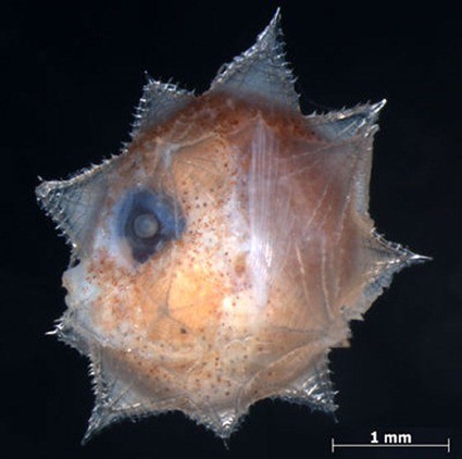 Larve de Mola mola
