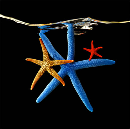 Echinaster