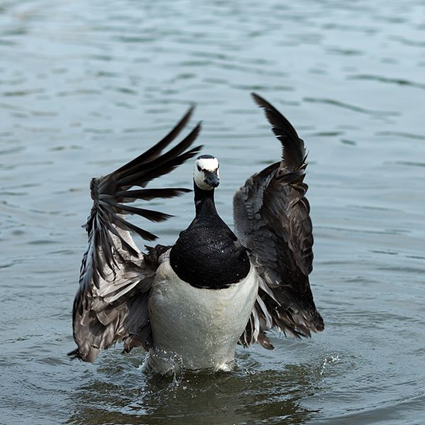 Le courroux de la Bernache nonnette, Branta leucopsis