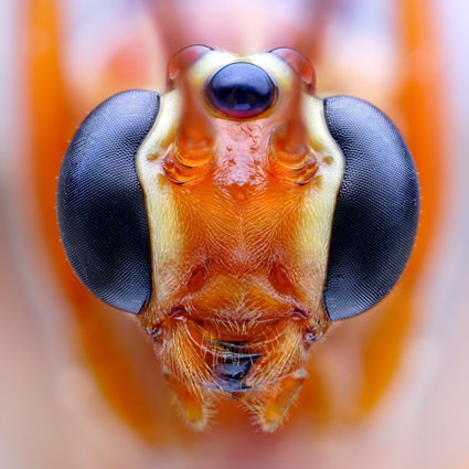 Ophion luteus, Tomas Rak