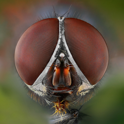Fly, Tomas Rak