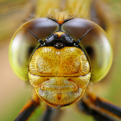 Dragonfly, Tomas Rak