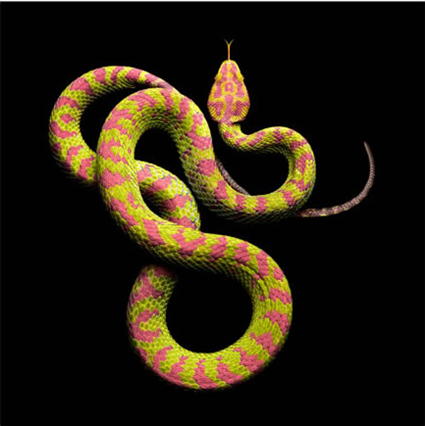 Trimeresurus flavomaculatus