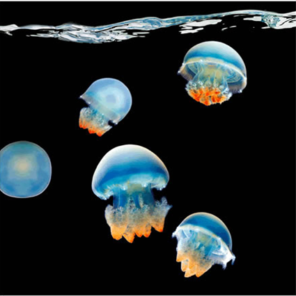 Mastigias